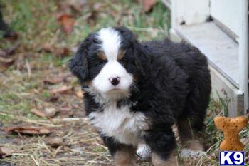 Bernese Mountain Dog Puppies for Sale